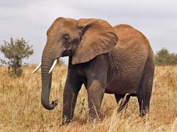 022-African Elephant-5J8E6625