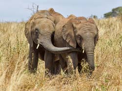 024-African Elephants-5J8E6627