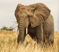 025-African Elephant-5J8E6633