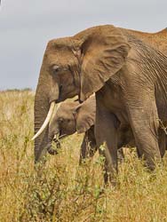 027-African Elephants-5J8E6640