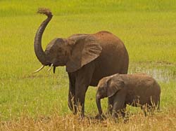 028-African Elephants-5J8E6661
