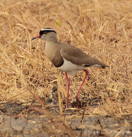 123-Crowned Lapwing  5J8E7315