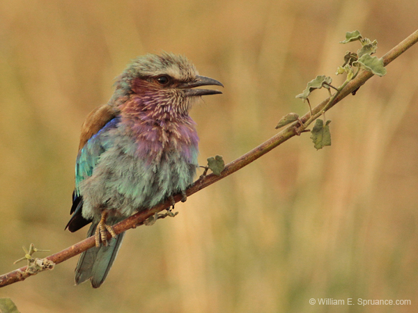 127-Lilac-breasted Roller  5J8E7359