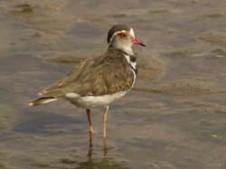 089-Three-banded Plover  5J8E7037