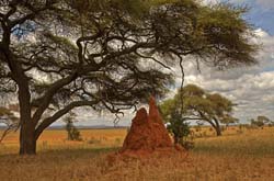 095-Termite Mound  11U5B4030