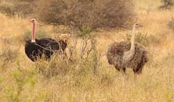 099-Male & Female Ostrich  5J8E7142