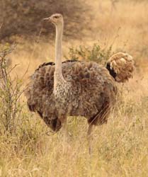 102-Female Ostrich  5J8E7139