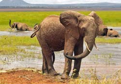110-Elephant Mud Bath  5J8E7224