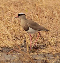 123-Crowned Lapwing  5J8E7315