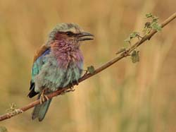 127-Lilac-breasted Roller  5J8E7359