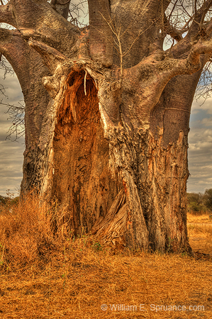 165-Baobab Tree 11U5B4202