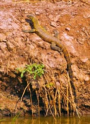 144-Nile Monitor Lizard 5J8E7465
