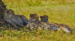 287-Cheetah Family  5J8E8893