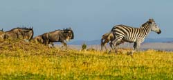 291-Zebra & Wildebeasts Migration  5J8E8978