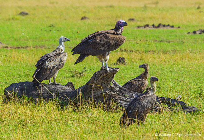 382-Vultures Waiting for a Kill  5J8E9507