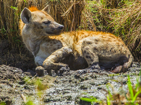 391-Spotted Hyena Mud Bath  5J8E9805
