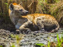 391-Spotted Hyena Mud Bath  5J8E9805