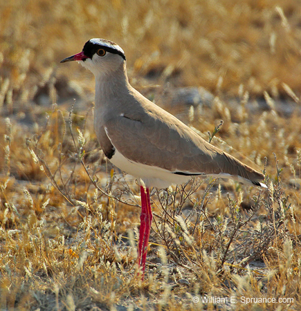 030-Crowned Lapwing-7J8E0967