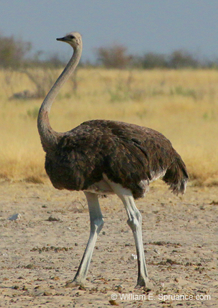 051-Common Ostrich-70D2-2394