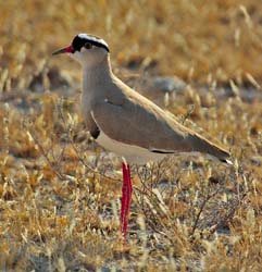 030-Crowned Lapwing-7J8E0967