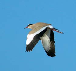 041-Crowned Lapwing-70D2-2311