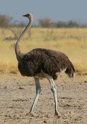 051-Common Ostrich-70D2-2394
