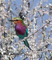 061-Lilac-Breasted Roller-70D2-2577