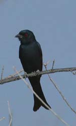 068-Fork-Tailed Drongo-70D2-2625