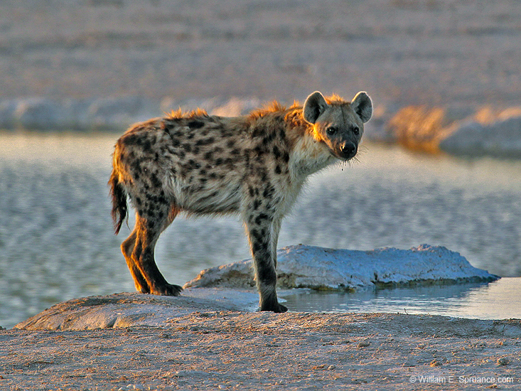 075-Spotted Hyena 7J8E1125
