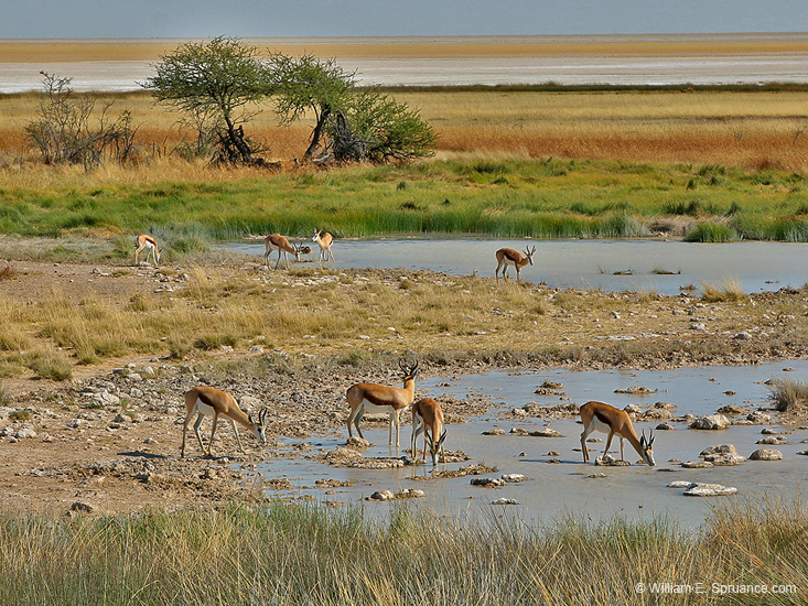 084-Springboks at a Water Hole 70D2-2748