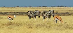 091-Zebras with Springboks  7J8E1202