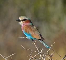 099-Lilac-breasted Roller 70D2-2779