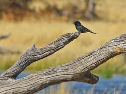 101-Fork-Tailed Drongo  70D2-2819