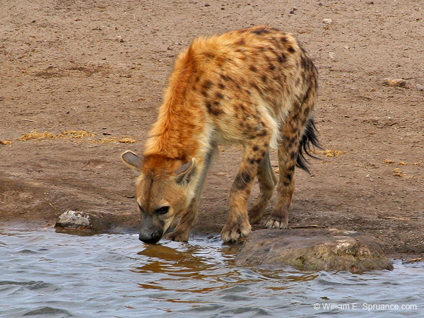 205-Spotted Hyena  70D2-3610