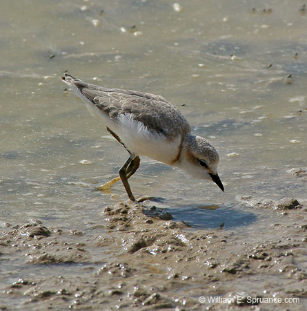 212-Three-banded Plover  70D2-3692
