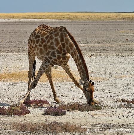 214-Giraffe Grazing on the Pan  70D2-3696