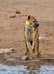 208-Spotted Hyena  70D2-3613