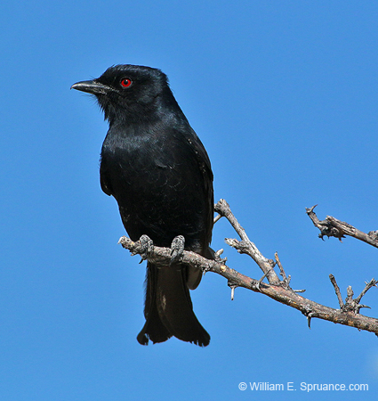 271-Fork-tailed Drongo  70D2-3896