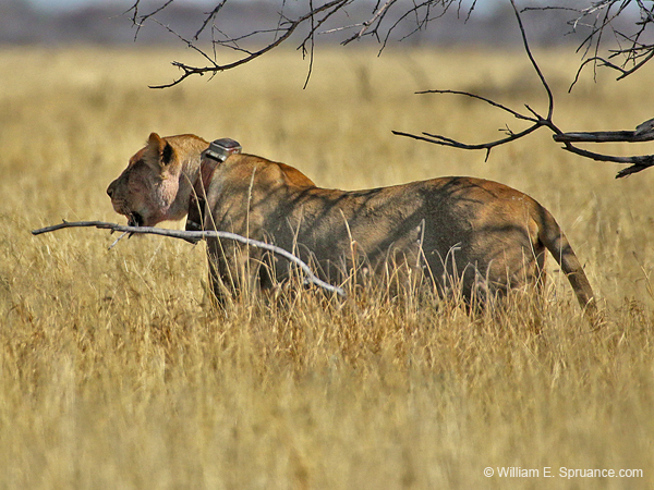 272-Collared Lioness  70D2-3904