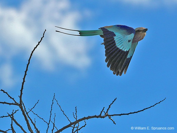 289-Lilac-breasted Roller  70D2-4057