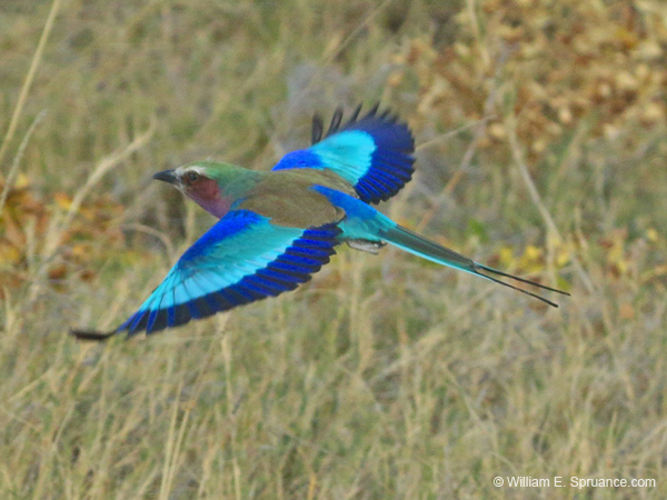 297-Lilac-breasted Roller  70D2-4132
