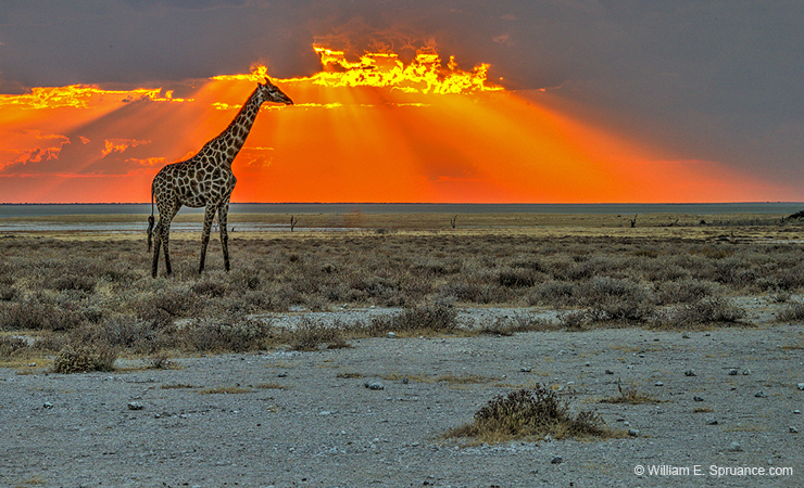 308-Giraffe at Sunset   7J8E2079