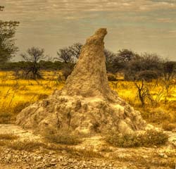 259-Termite Mound  7J8E1802