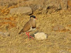 263-Crowned Lapwing  70D2-3837