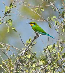 280-Swallow-tailed Bee-eater  7J8E1928
