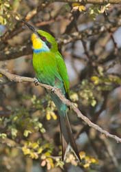 287-Swallow-tailed Bee-eater 70D2-4054