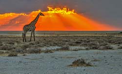 308-Giraffe at Sunset   7J8E2079