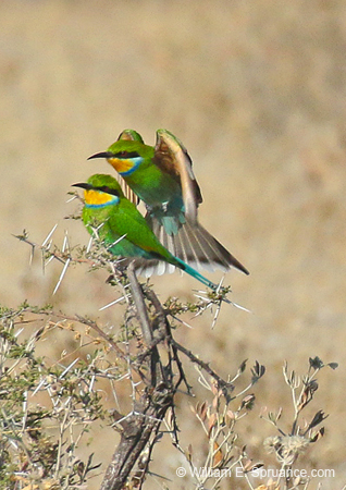 368-Swallow-tailed Bee-eaters  70D2-4592