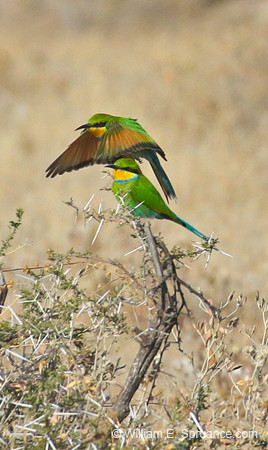 370-Swallow-tailed Bee-eaters  70D2-4593