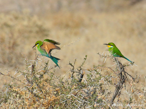 372-Swallow-tailed Bee-eaters  70D2-4602